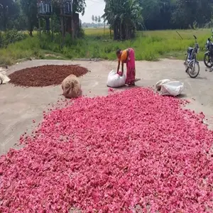 Rose1
